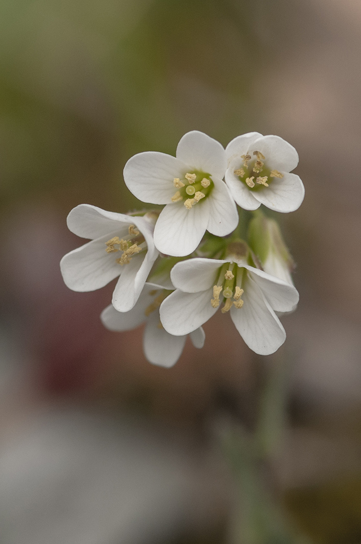 Arabis collina / Arabetta collinare